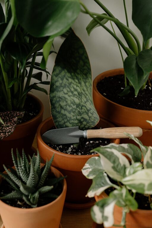 Simple Tips for Growing and Caring for Indoor Houseplants